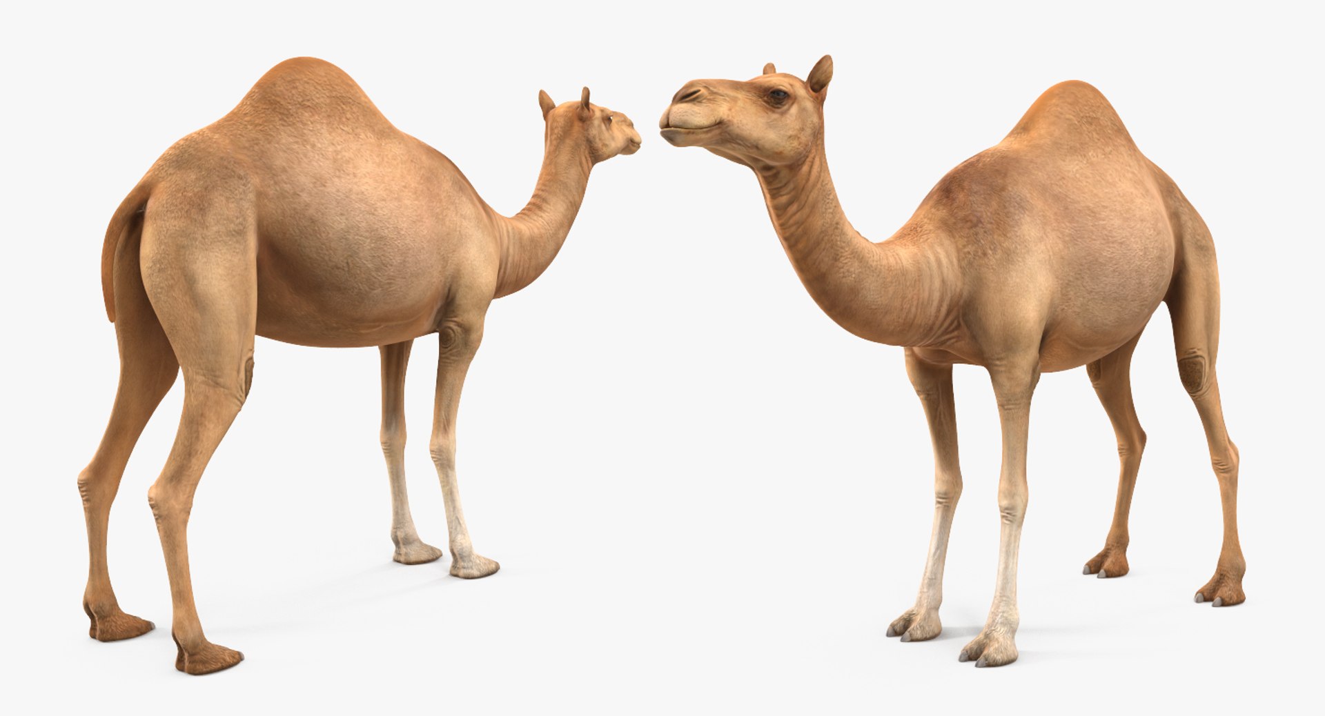 3d model camel rigged https://p.turbosquid.com/ts-thumb/nf/SaC7mC/mL70C3Ve/camelriggedcinemac4dmodel09/jpg/1487414096/1920x1080/fit_q87/bc766403ae25d3debd1782f8a9b487fc53b69c78/camelriggedcinemac4dmodel09.jpg