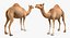 Camel Rigged pour Cinema 4D