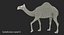 Camel Rigged pour Cinema 4D