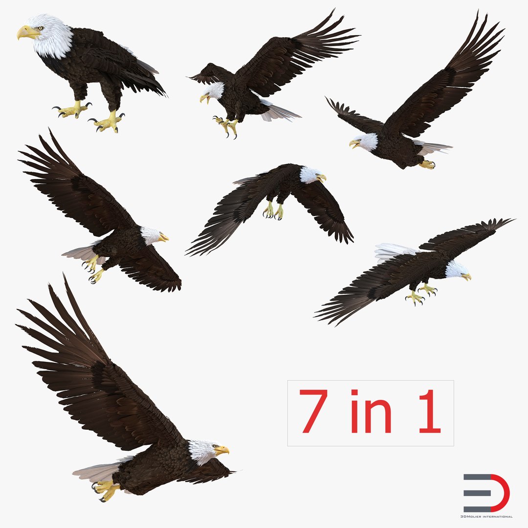 Bald Eagle Collection 3D model preview