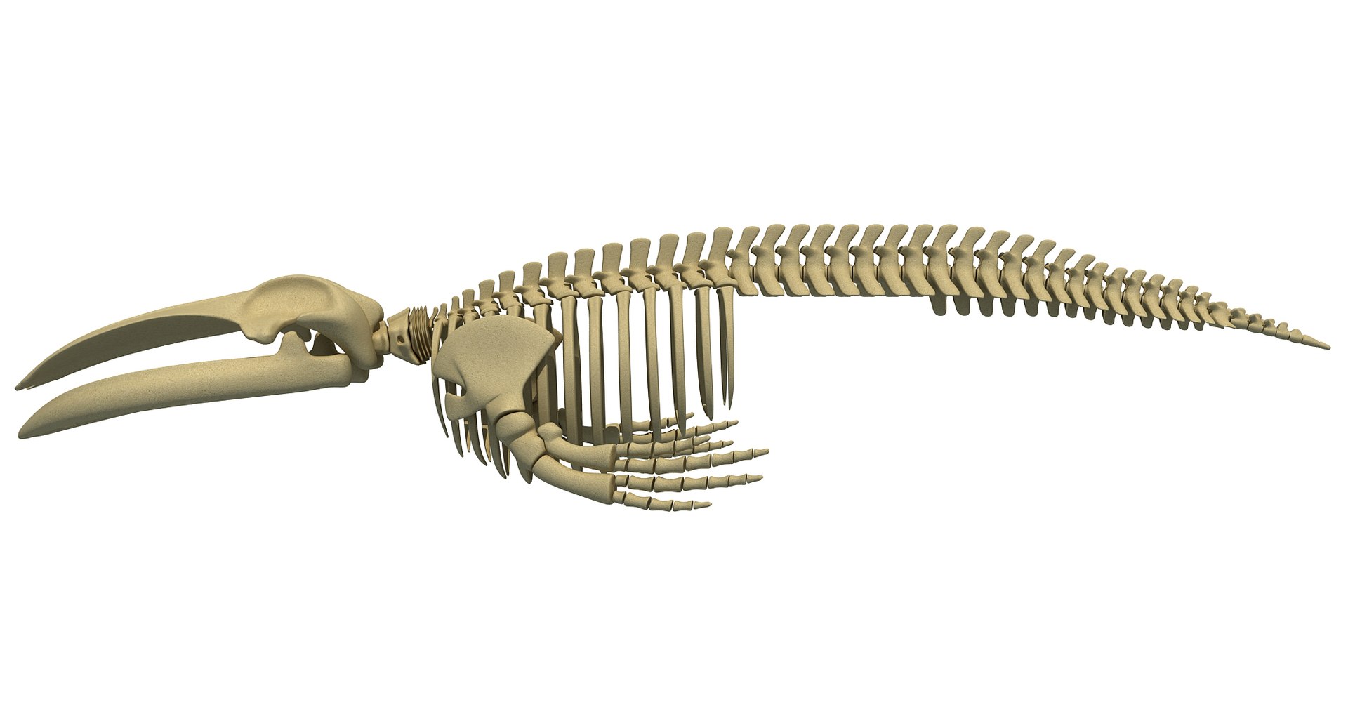 Blue Whale Skeleton Max