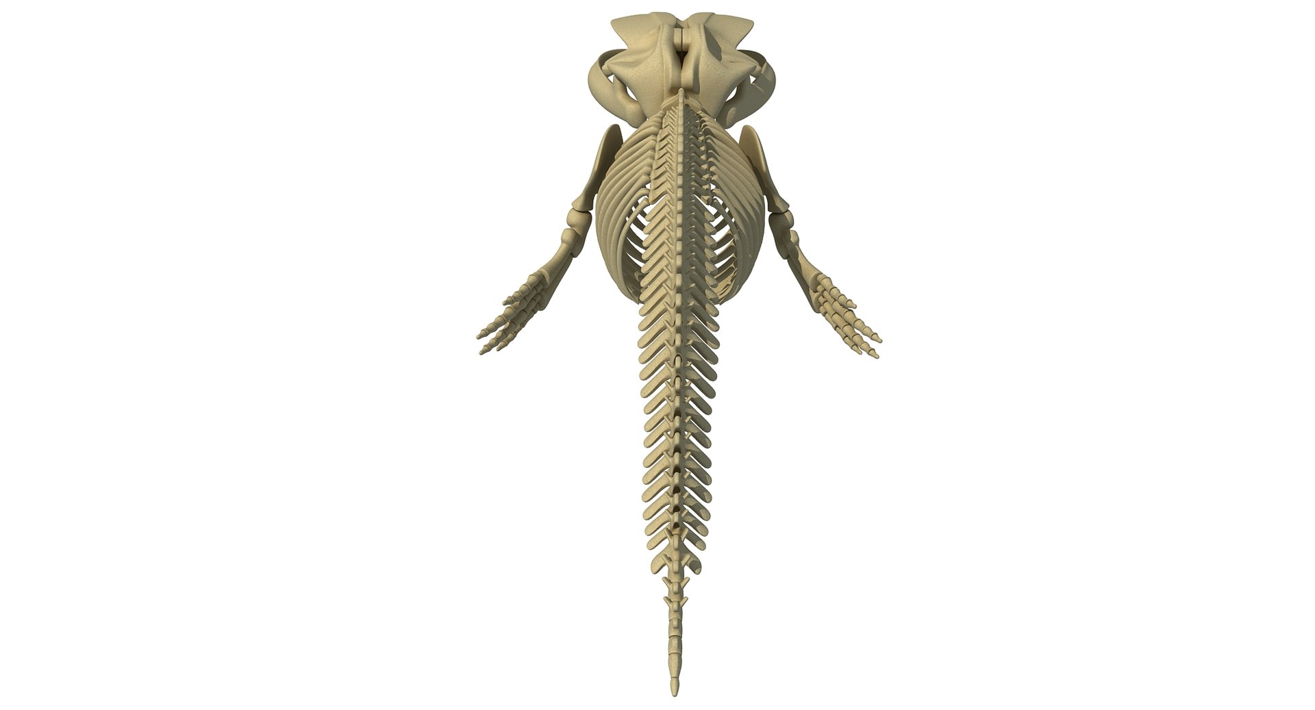 blue whale skeleton max https://p.turbosquid.com/ts-thumb/nf/ePH8pF/9kFNpkl1/whale0003/jpg/1459525914/1920x1080/fit_q87/d11edb597558ad0dc2ccefa4a5972d4305730097/whale0003.jpg