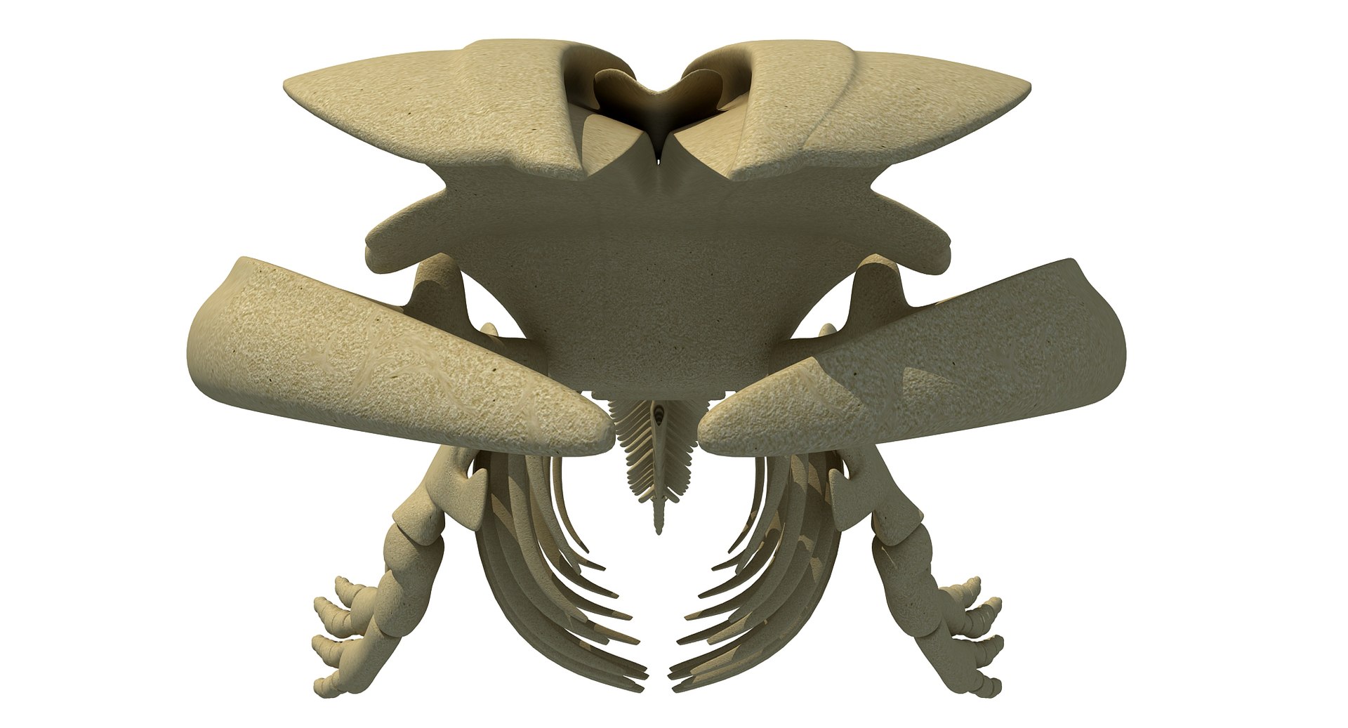 blue whale skeleton max https://p.turbosquid.com/ts-thumb/nf/ePH8pF/CEp2Soo7/whale0007/jpg/1459525914/1920x1080/fit_q87/5014a0adf43328e5076582244914d04bc2c4a223/whale0007.jpg
