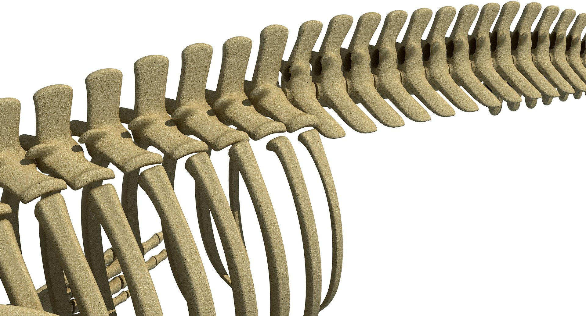 blue whale skeleton max https://p.turbosquid.com/ts-thumb/nf/ePH8pF/T2GO2KSu/whale0012/jpg/1459525914/1920x1080/fit_q87/b91a92ceee5b57e2c224aef76e12687f08d0ad91/whale0012.jpg