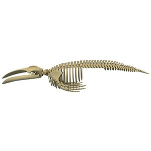 blue whale skeleton max
