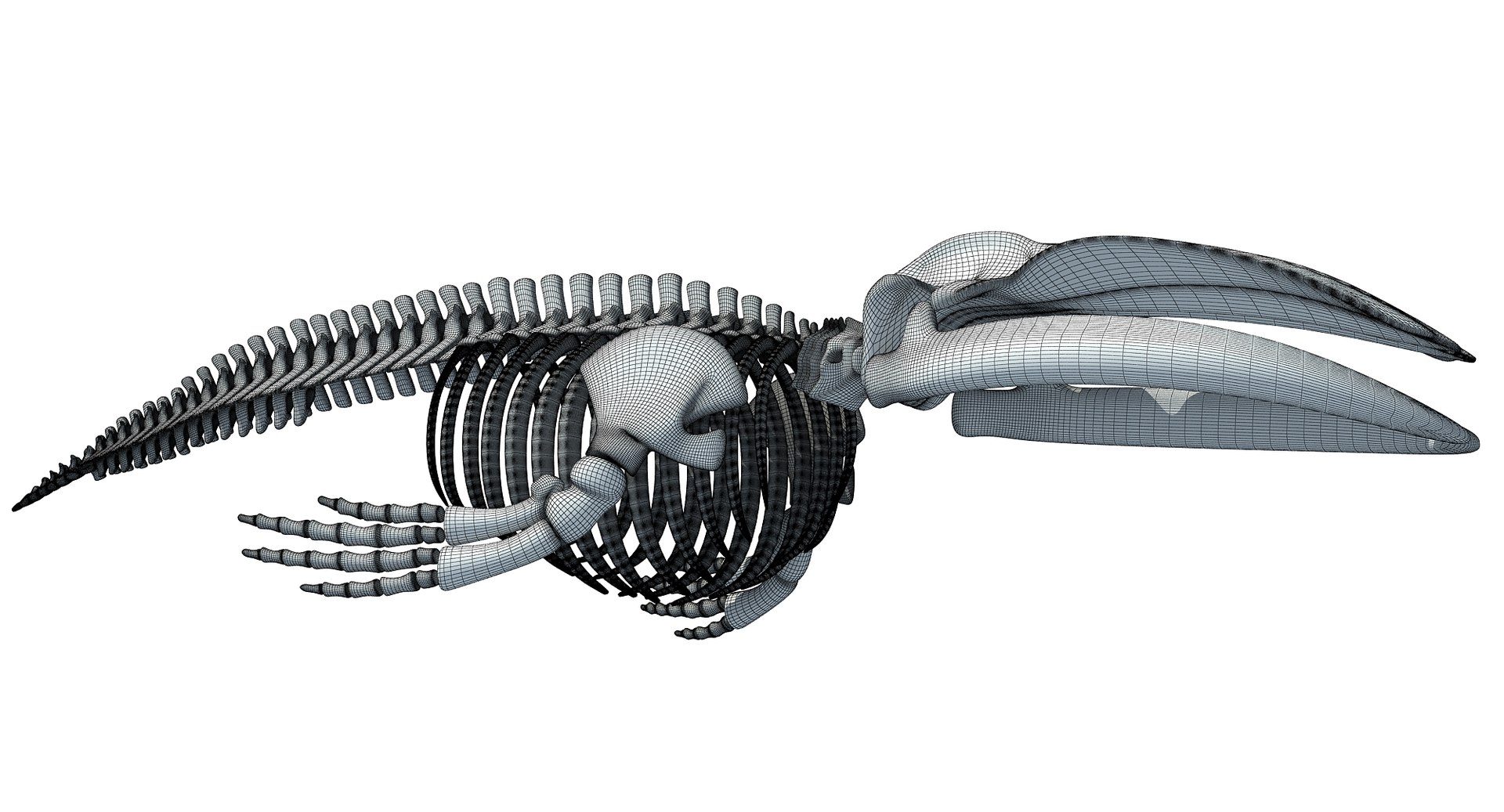 blue whale skeleton max https://p.turbosquid.com/ts-thumb/nf/ePH8pF/bIMV8mhj/wz3/jpg/1459525915/1920x1080/fit_q87/c1bca228833082a96ff6c7231ad307bc59aa9b95/wz3.jpg