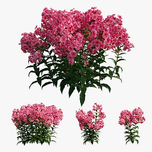phlox paniculata red flowers 3D