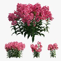 Phlox paniculata red