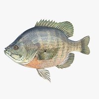 Bluegill