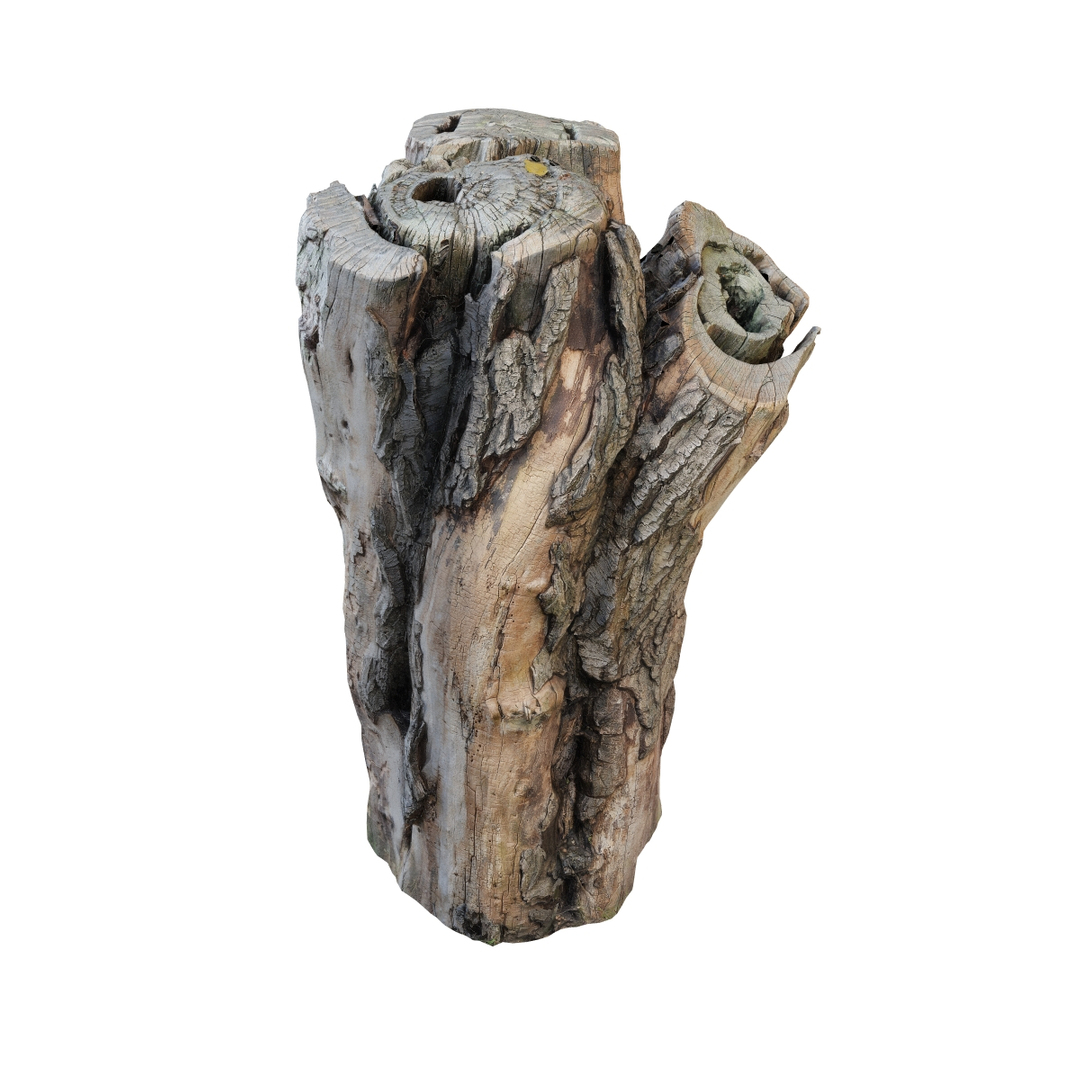 3d Realistic Scanned Trunk Model