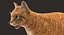Gato (2) (Tabby naranja) (RIG) (PIEL)