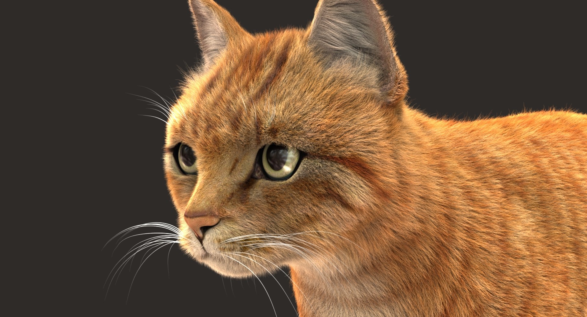 cat rigged fur 2 3D model https://p.turbosquid.com/ts-thumb/nf/u1OAK8/JndLa5O6/03/jpg/1531014569/1920x1080/fit_q87/67920fc99b02634f7131ea5c1ddb28092f397528/03.jpg