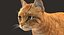 Gato (2) (Tabby naranja) (RIG) (PIEL)
