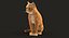 Gato (2) (Tabby naranja) (RIG) (PIEL)