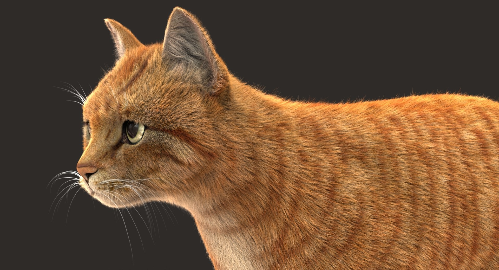 cat rigged fur 2 3D model https://p.turbosquid.com/ts-thumb/nf/u1OAK8/XqH3TMs8/02/jpg/1531013885/1920x1080/fit_q87/858fb91f81d5218675f3ad3514c2cbf1e64688ba/02.jpg