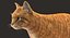 Gato (2) (Tabby naranja) (RIG) (PIEL)