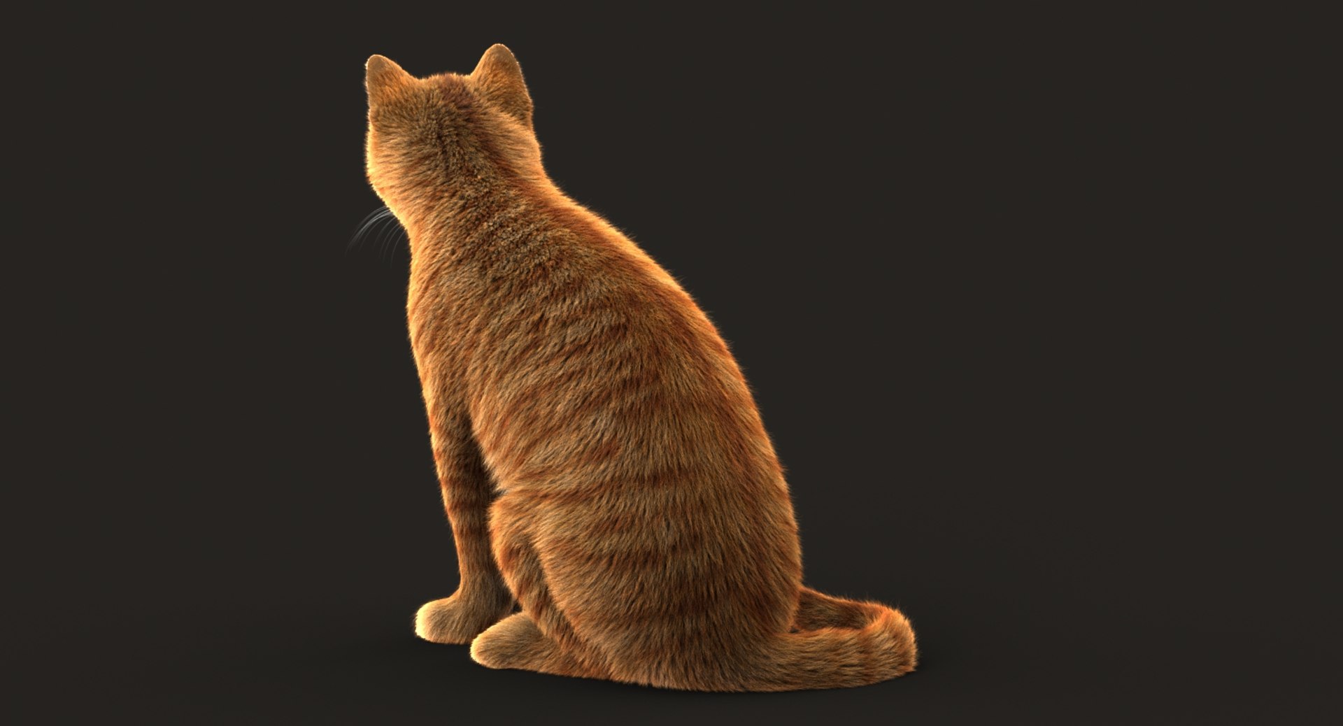 cat rigged fur 2 3D model https://p.turbosquid.com/ts-thumb/nf/u1OAK8/tV1DXoVz/cat2orangesitmaya2017shave96v5e25/jpg/1531012421/1920x1080/fit_q87/47d0e97e2415644f96f1f78d2b91a474fa00938f/cat2orangesitmaya2017shave96v5e25.jpg