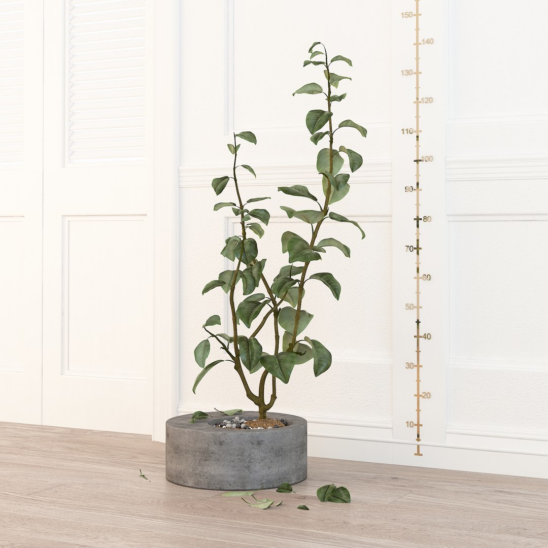 plant 13D模型 - TurboSquid 1993300