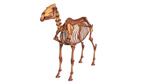 Detailed Horse Skeleton Anatomy 3D model