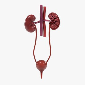 3d urinary section model