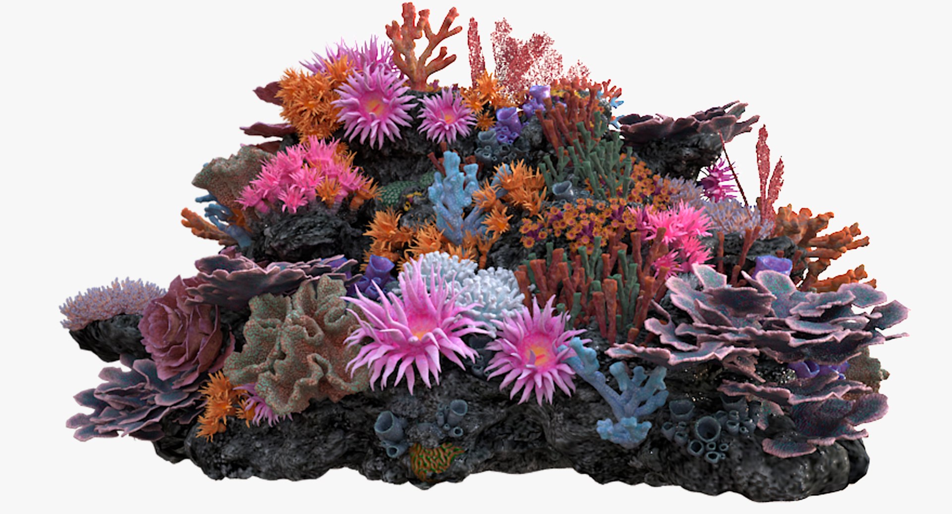 3D Model Coralreef N 02 - TurboSquid 1273220