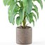 Colección de plantas 979