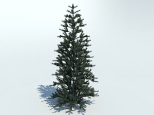 realistic fir tree max