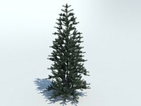 Tree fir