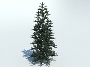 Tree fir