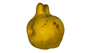 3D quince model