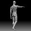 Male body anatomy