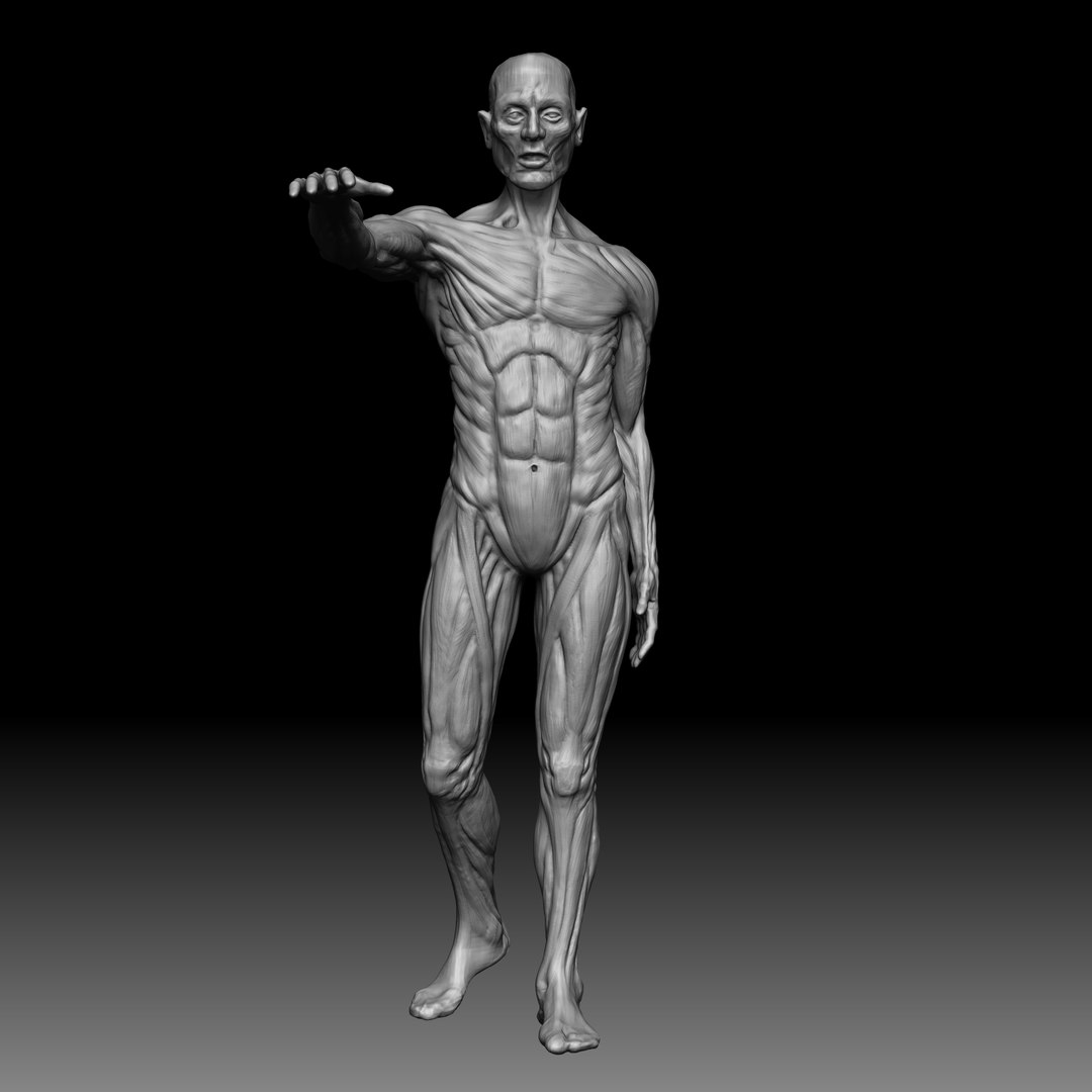 3D male anatomy body https://p.turbosquid.com/ts-thumb/ng/LmyQQg/CHA9Zb5v/10/jpg/1553082814/1920x1080/fit_q87/ca5cea8cd6229845c641247b09c9c15eb7d8096c/10.jpg