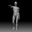 Male body anatomy