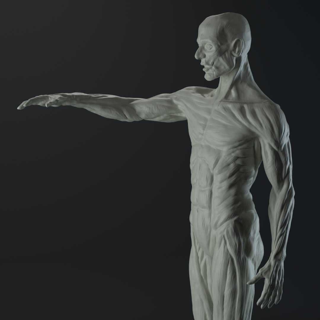 3D male anatomy body https://p.turbosquid.com/ts-thumb/ng/LmyQQg/JgT5DlVw/05/jpg/1553082714/1920x1080/fit_q87/9d905947612b71b87898a6c942c3ce38aa0dbde1/05.jpg