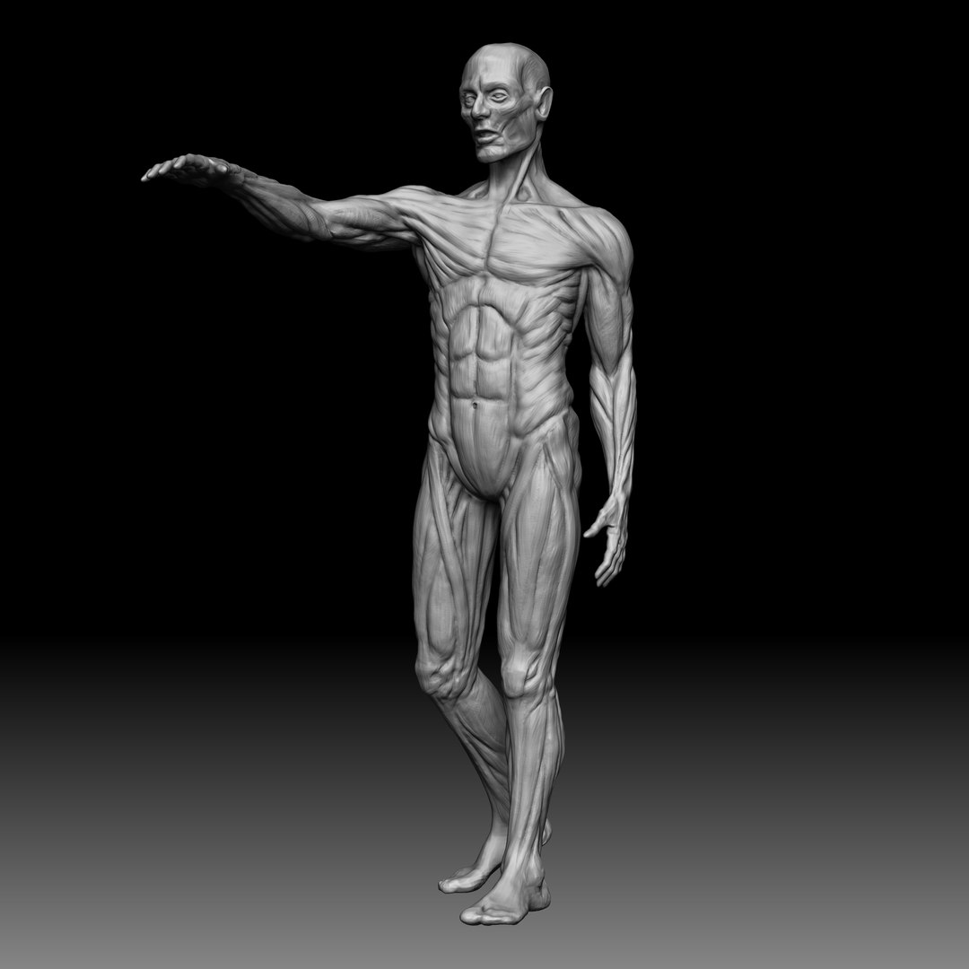 3D male anatomy body https://p.turbosquid.com/ts-thumb/ng/LmyQQg/fRR7sNCB/08/jpg/1553082785/1920x1080/fit_q87/02c67eaea39358a2a9ab0f4778dc8a2b21b55cf5/08.jpg