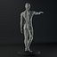 Male body anatomy