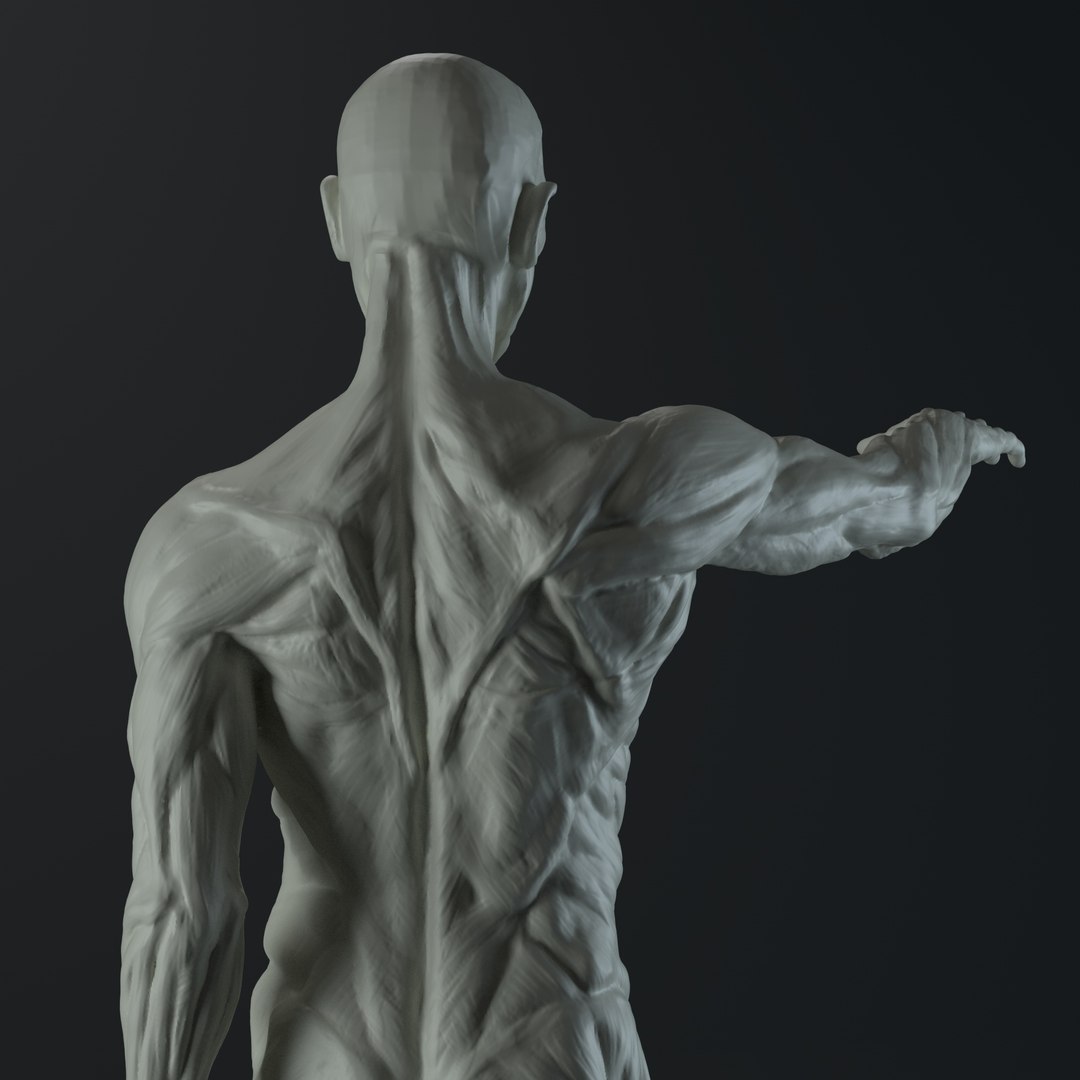 3D male anatomy body https://p.turbosquid.com/ts-thumb/ng/LmyQQg/s9NHIRG9/06/jpg/1553082731/1920x1080/fit_q87/15e14bd01c1a84f7c9ea5714604063ce4785b3c3/06.jpg