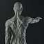 Male body anatomy