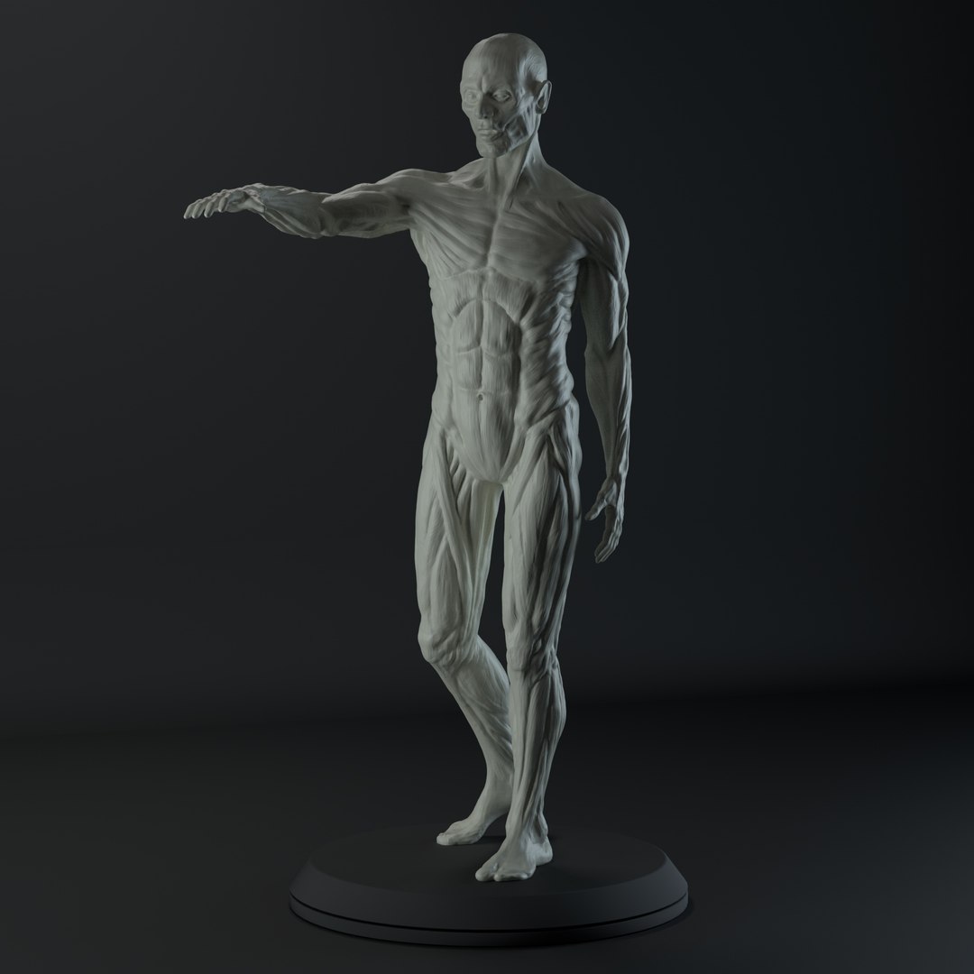 Free 3D Male Anatomy Body - TurboSquid 1389574 Free 3D Male Anatomy Body - TurboSquid 1389574