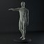 Male body anatomy