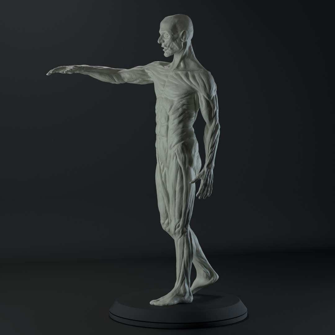 3D male anatomy body https://p.turbosquid.com/ts-thumb/ng/LmyQQg/uBWrI3cu/03/jpg/1553082697/1920x1080/fit_q87/2c5e255a578216ec18bfbc523cc003119d45e227/03.jpg