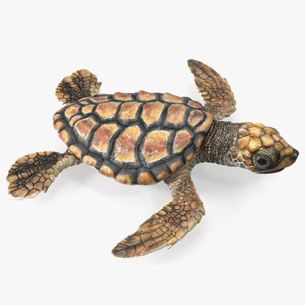 3D Baby Sea Turtle Brown