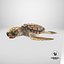 3D Baby Sea Turtle Brown