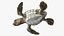 3D Baby Sea Turtle Brown