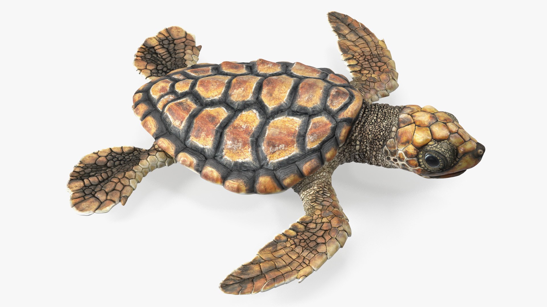 3D Baby Sea Turtle Brown https://p.turbosquid.com/ts-thumb/ng/RUG2ed/Fi/babyseaturtlebrownmb3dmodel001/jpg/1710023853/1920x1080/fit_q87/c2300e2294f98fd39b4edfdbbcf34973e3b5d91b/babyseaturtlebrownmb3dmodel001.jpg