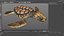 3D Baby Sea Turtle Brown