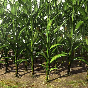 Corn