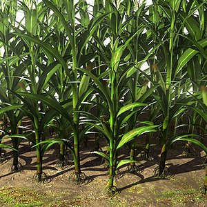 Corn