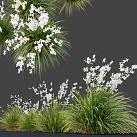 Libertia formosa