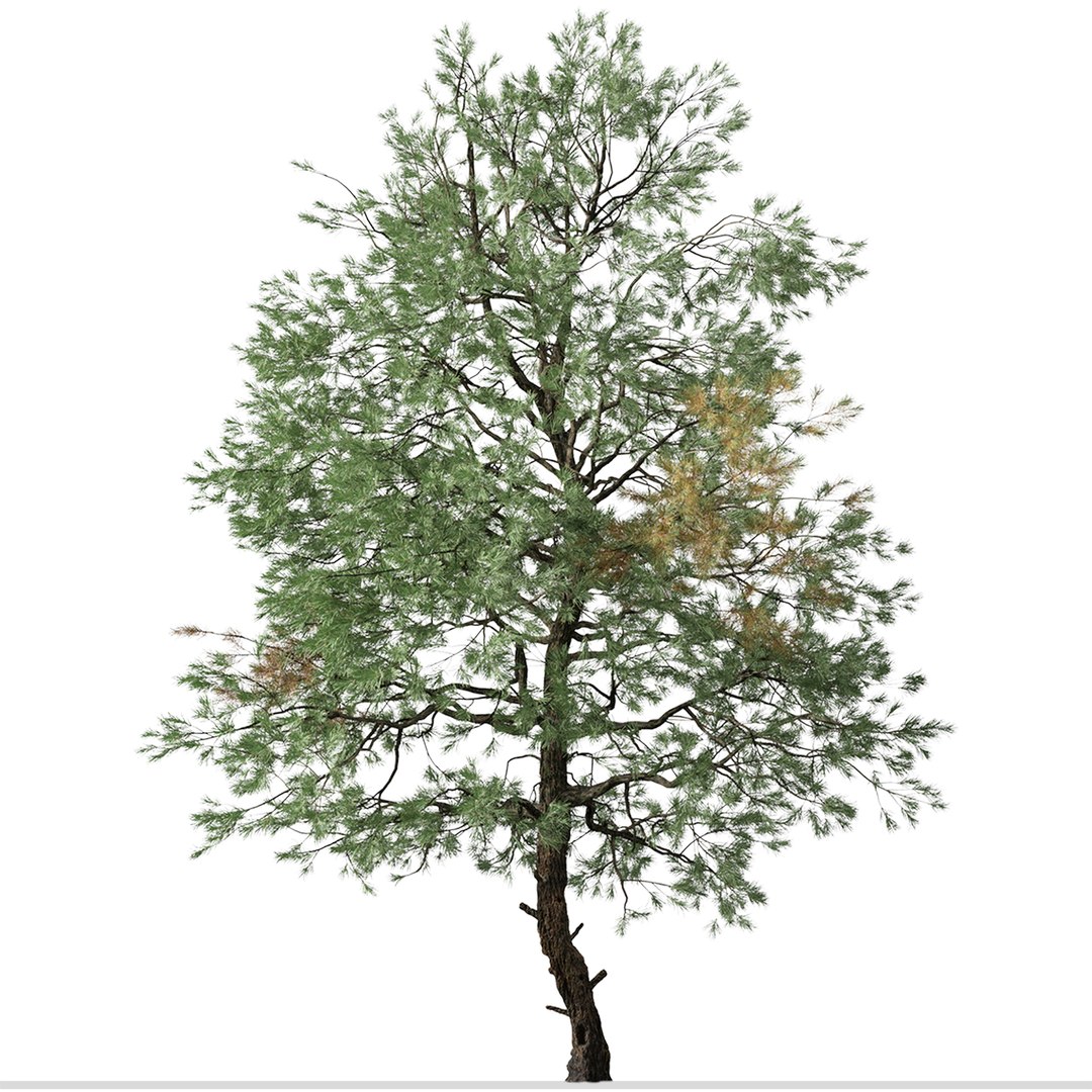 Set Of Gray Pine Or Pinus Sabiniana Tree - 2 Trees Model - TurboSquid ...